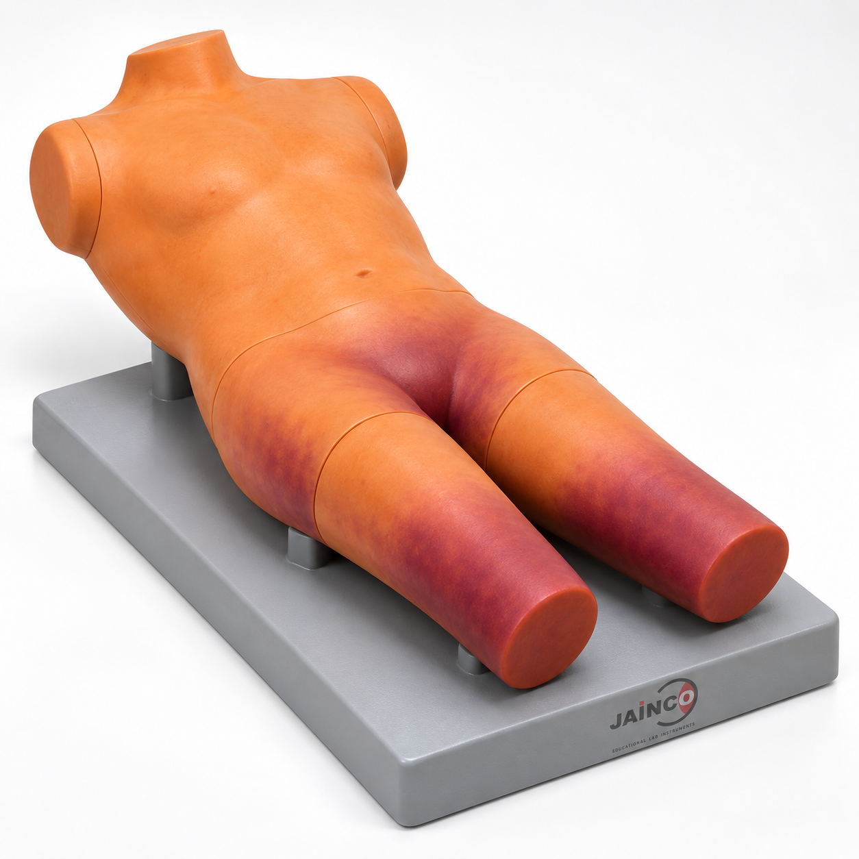 Post Mortem Staining Model